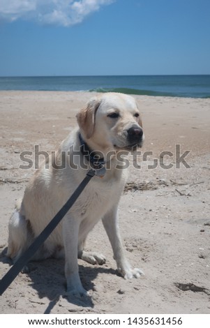 Yellow Labrador playing and swimming at the beach
