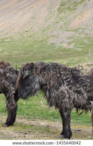 Beautiful wild Icelandic horses with mountains in background