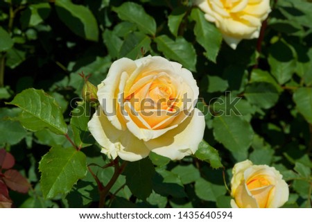 Beautiful yellow color rose bloomed in garden.
