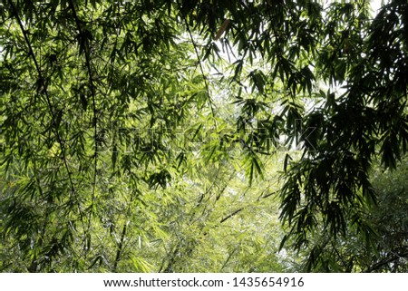 Landscape of bamboo tree in Bantul, Indonesia
