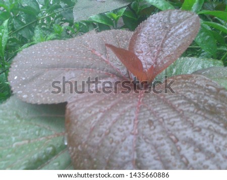 a plant having variety of colored leaves with water droplets sprinkled on it