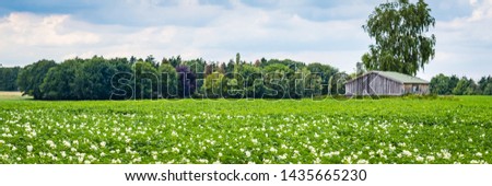 Banner with white blooming potato field with a wooden shed in the background in the Netherlands