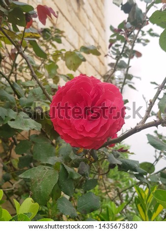 beautiful naturel red flower picture 