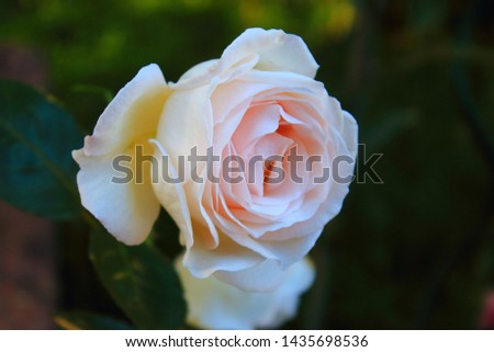 One romantic pale pink rose close up on the dark green blurred background. White Roses blossom in summer garden after rain. Care of garden shrub roses. Landscape design in park