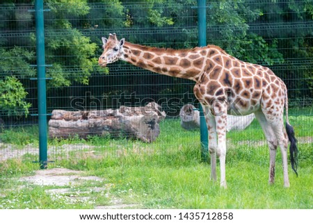 Rothschild's giraffe or Giraffa camelopardalis rothschildi walks in captivity