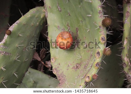 Cactus prickly pear with red fruit In the wilderness