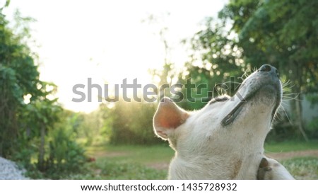 Close up white dog scratching body on outdoor