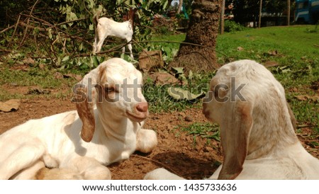TWO WHITE DOMESTIC GOAT KIDS RESTING AFTER PLAYING