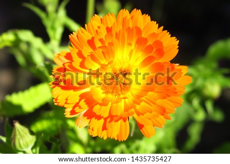 Macro of a bright pot marigold flower