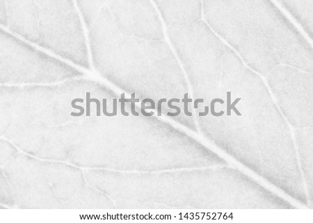 Pattern of white leaves in a macro for nature background.