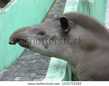 Tapir is a kind of unique and funny herbivorous animal
