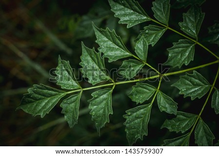 Wet leaves give the background the leaves with dark edges and dark feelings.
