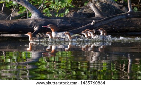 Merganser duck family babies sleeing in lake swimming