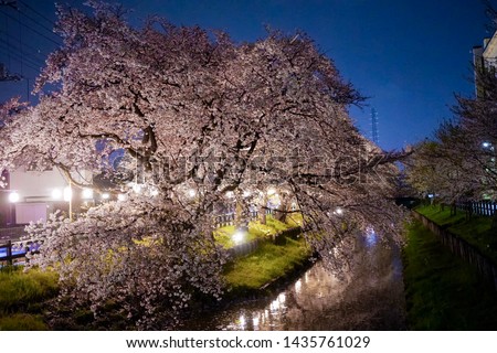 Night view at Shingashi river, Kawagoe, Saitama prefecture in Japan with blooming sakura trees