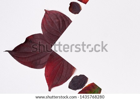 Autumn composition. Frame made of blank paper and leaves on white background. Fall concept. Autumn thanksgiving texture. Flat lay, top view, copy space 