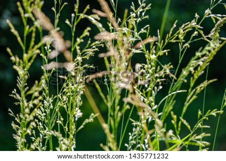 green grass in meadow pasture with blur effect. macro nature textured abstract background. ecological value