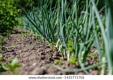 eco gardening, country garden with vegetables, onion, potatos and carrot growing in ecological environment, no pesticides