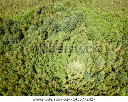endless green forest from drone aerial image in summer. birds eye view texture