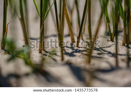close up macro image of grass bents on sea beach white sand. nature detail abstract pattern