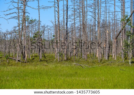 old dry pine tree trunks standing in the shore of peatland lake in swamp area in summer