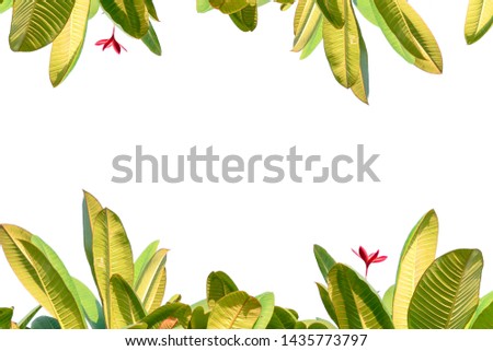 Nature leaf with free space isolated white background