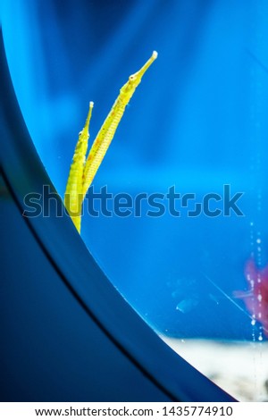 exotic fish in the aquarium