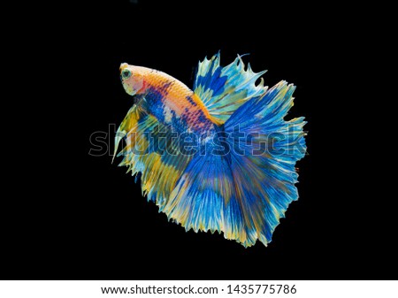 siamese betta fighting  isolated on black background.