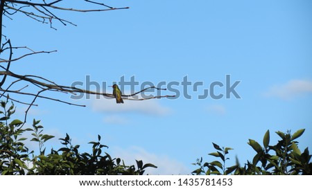 Hummingbird perched on a branch with a clear blue sky as background