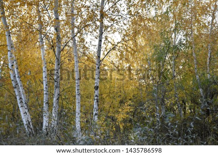 golden autumn in a birch forest