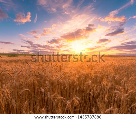 Beautiful sunset over golden wheat field. Magnificent sky and ripe wheat ears on dusk scenery.
