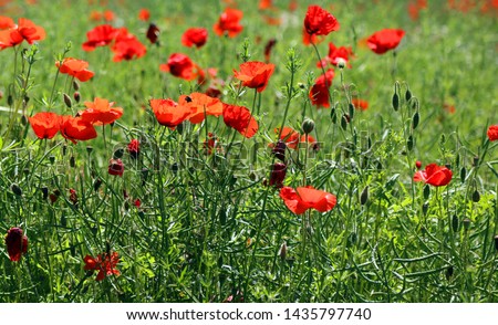 Image of poppies in a Derbyshire field
