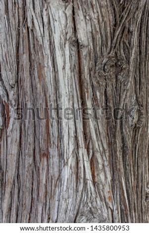 Vertical gray texture of tree wood