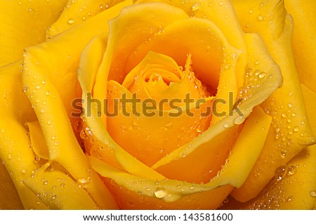 Yellow rose with drops of dew.