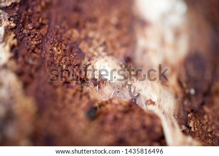 Beautiful wood close up surface colorful abstract macro background fine art in high quality prints products