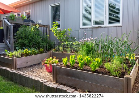 This small urban backyard garden contains square raised planting beds for growing vegetables and herbs throughout the summer.  Brick edging is used to keep grass out, and mulch helps keep weeds down.
 Royalty-Free Stock Photo #1435822274