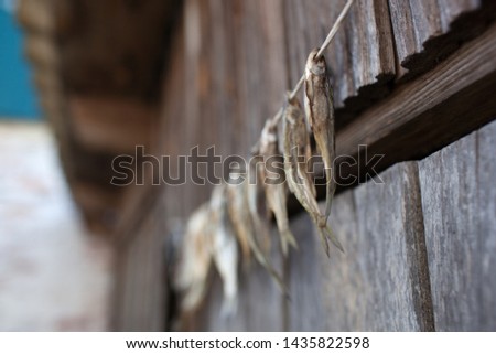 Drying stockfish hanging on wooden rack