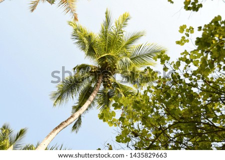 View of palm trees with coconuts from below