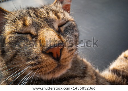 Funny cat macro photography, funny lovely cat