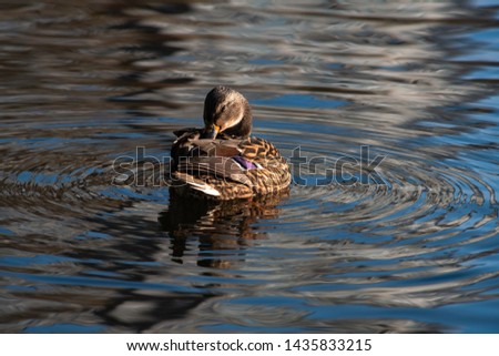 Female duck clean on lake water reflection nature  wild autumn bird