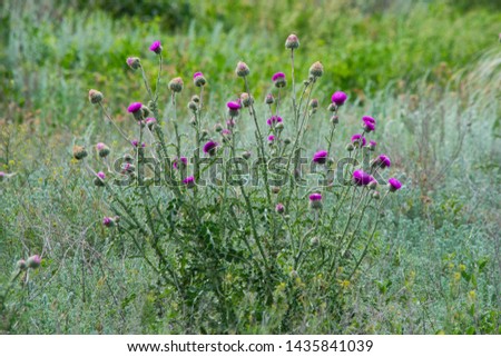 A large Thistle Bush, with a blurred background. Beautiful thistle flower on a background of green grass.