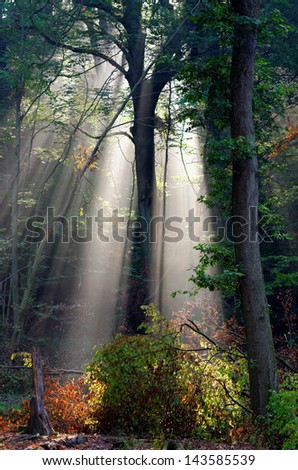 sunbeam in the forest