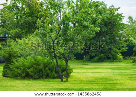 Landscape design of the garden plot. Fenced yard with lawn, bushes and trees.