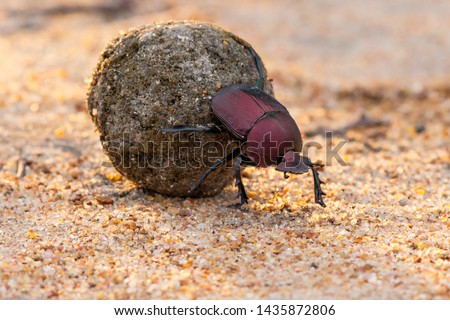 Dung beetle on his dung ball to impress the ladies in a Game Reserve, part of the greater Kruger region in South Africa Royalty-Free Stock Photo #1435872806