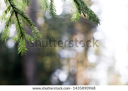 Summer background. Fir tree branch with dew drops on a blurred background of sunlight 