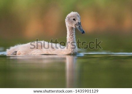 Mute swan (Cygnus olor) duckling, amazing duck from a beautiful pond, Czech Republic