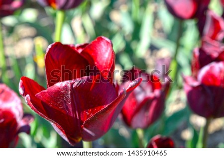 Background of flowers- tulips in summer