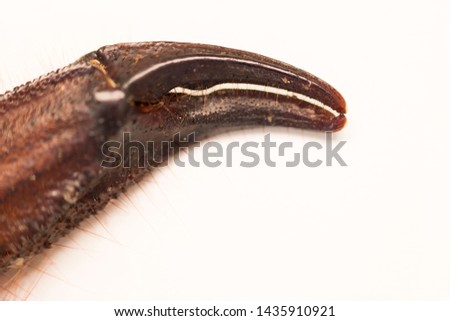 Scorpion is a detachment of arthropods from the class Arachnida. view chela, macro. white background.
