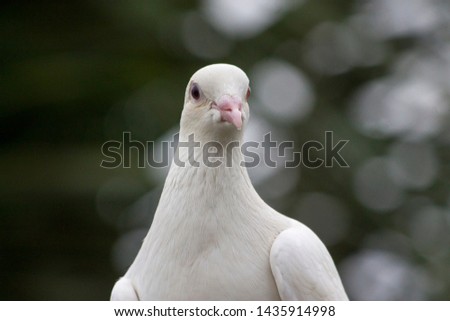 A Racing breed of domestic pigeon that has been selectively bred for more speed and enhanced homing instinct for the sport of pigeon racing
