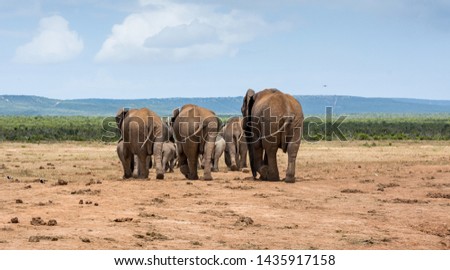 A herd of elephants walking away from the camera. The last three elephants have their tails pointing all in the same direction. The photo was taken on a game drive in Addo Elephant park.