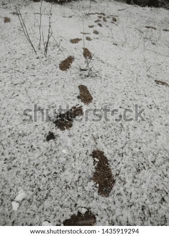 Snow fall at Solang valley Manali